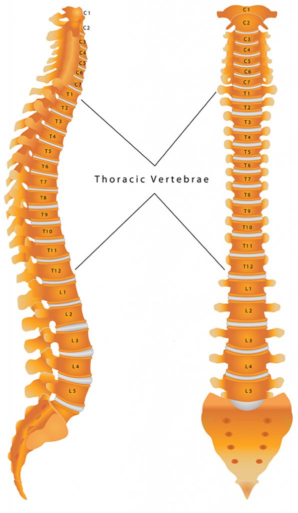 The Thoracic Spine image